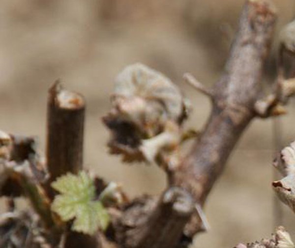 Gel : l'ensemble du vignoble ligèrien est sévèrement touché !